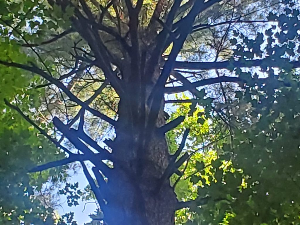 A Forest of Succession